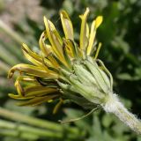 Taraxacum ussuriense