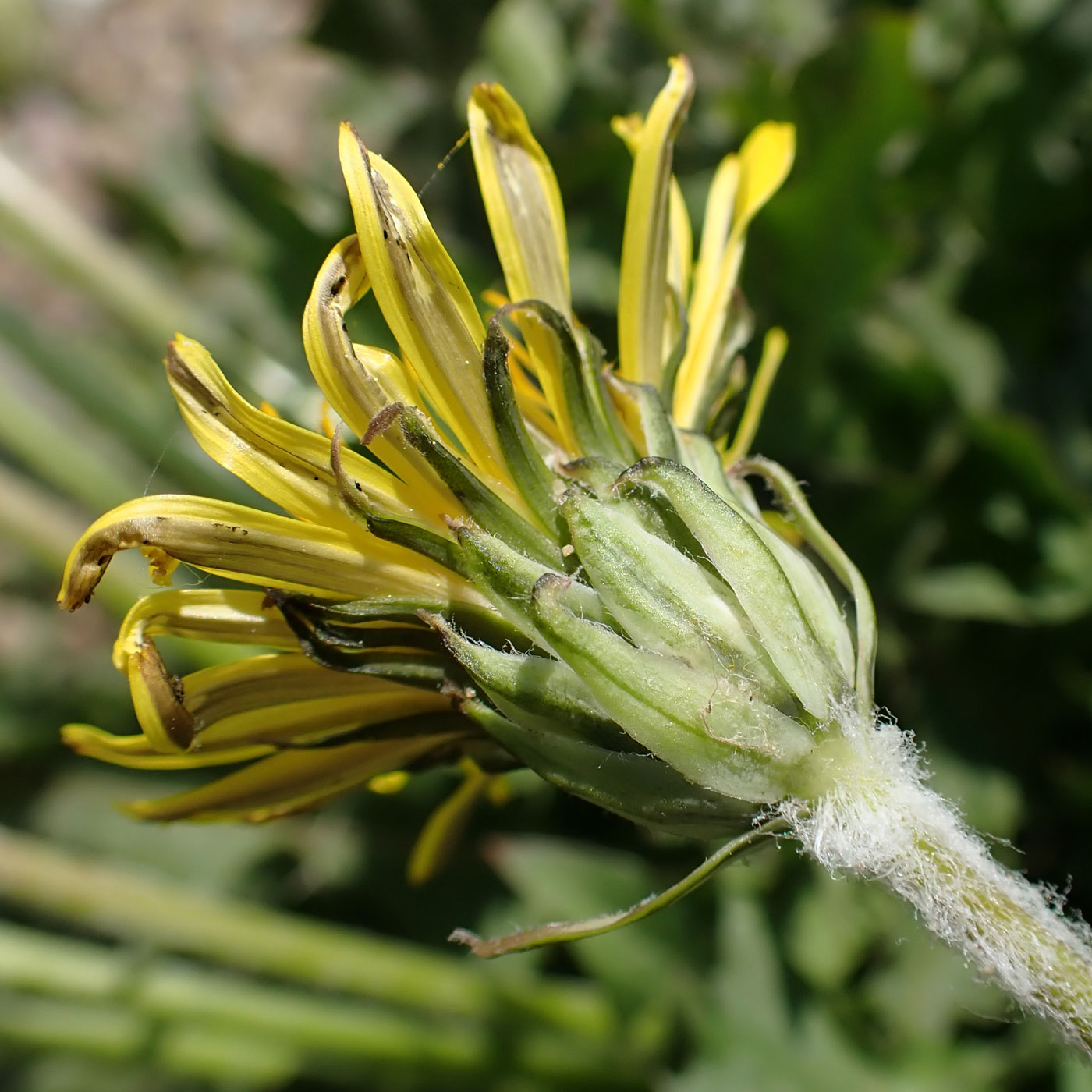 Image of Taraxacum ussuriense specimen.
