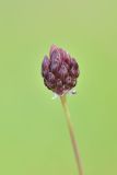 род Allium