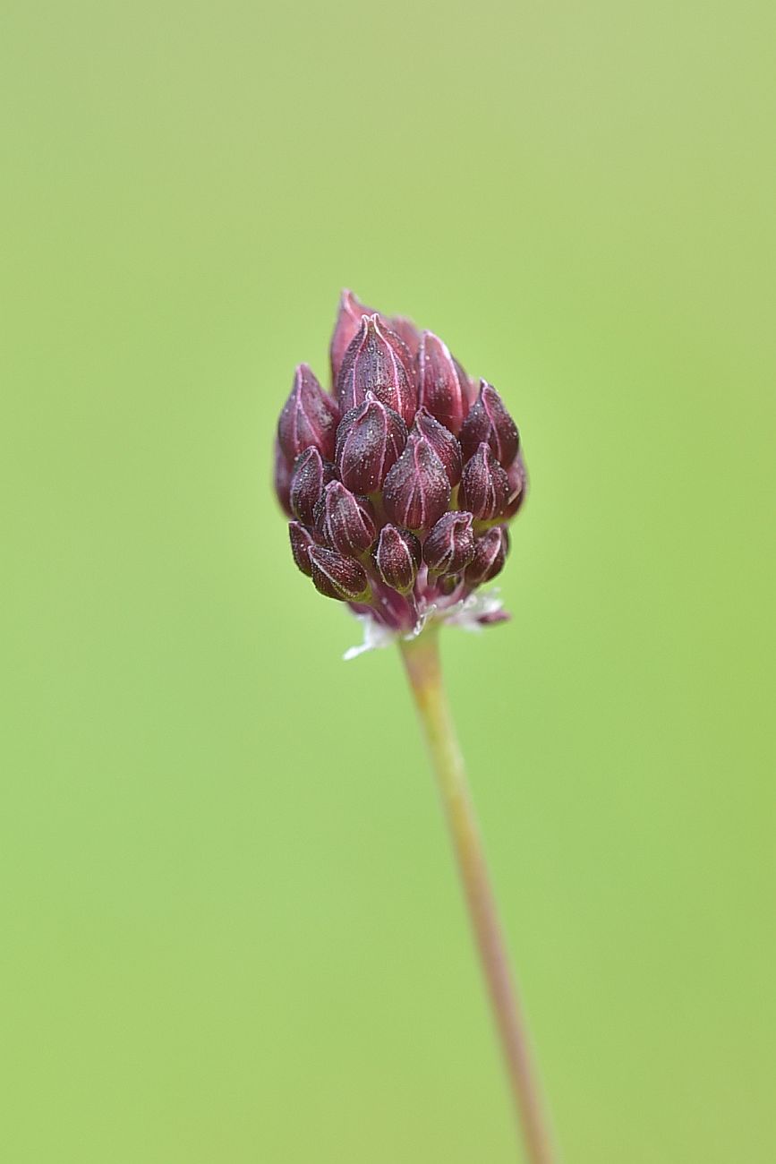 Изображение особи род Allium.