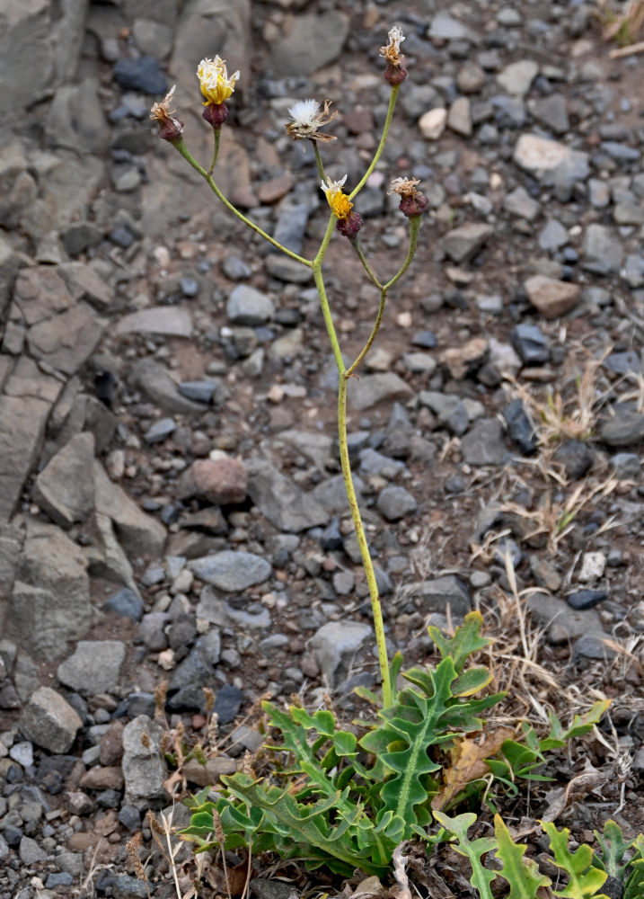 Image of Sonchus ustulatus specimen.