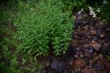 Mentha longifolia