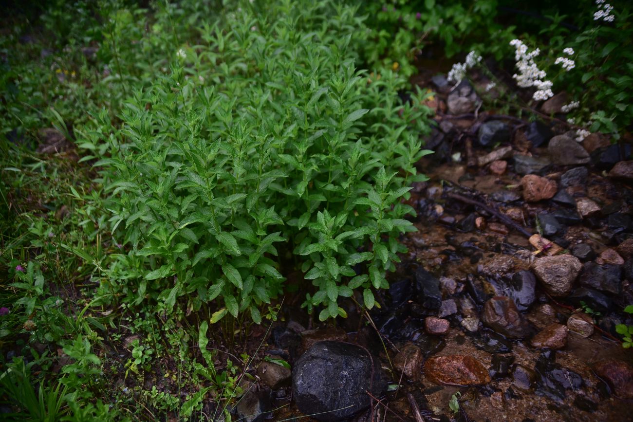 Изображение особи Mentha longifolia.