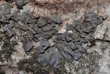 Leptogium hildenbrandii. Таллом на стволе. Крым, Севастополь, Байдарская дол., шибляк вдоль р. Узунджа. 19.08.2026.