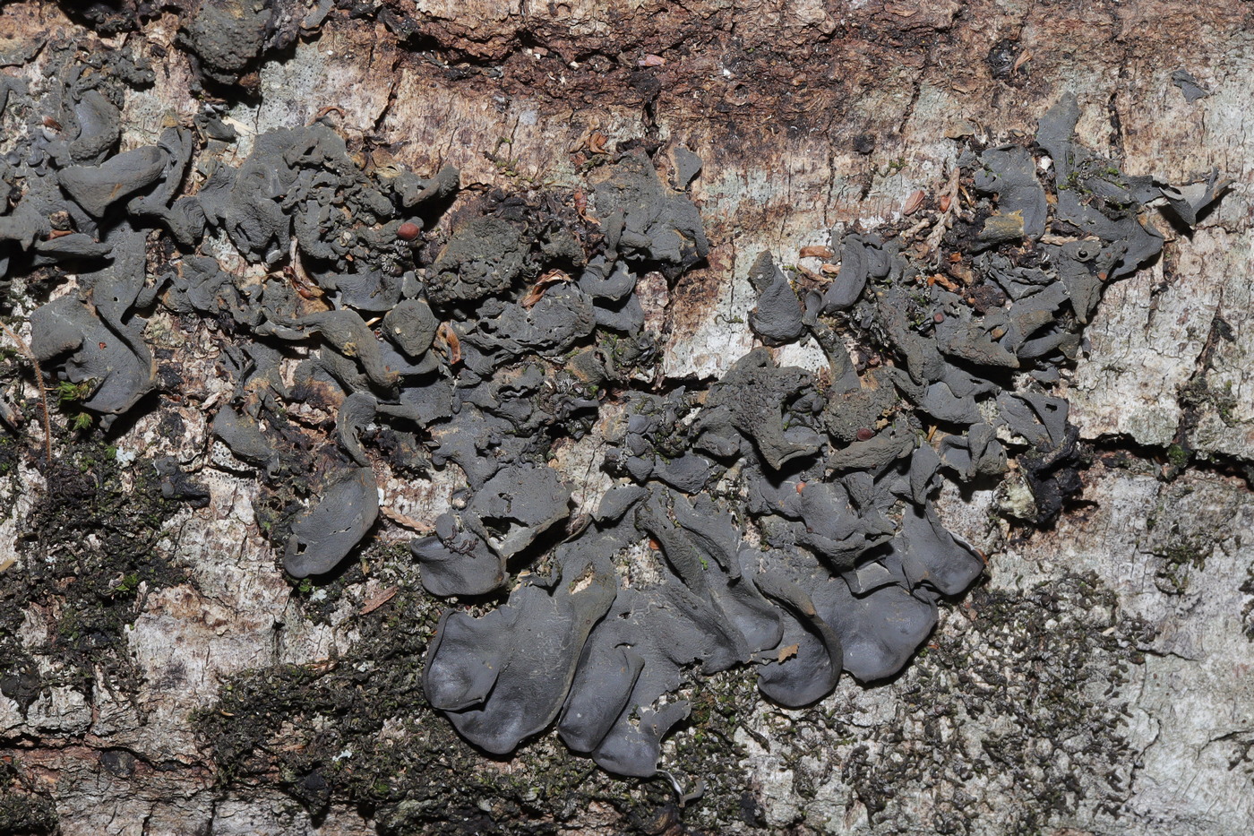 Image of Leptogium hildenbrandii specimen.
