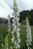 Aconitum leucostomum. Соцветия перед грозой (белая форма). Казахстан, Тянь-Шань, дол. Бутаковского ручья, поляна вдоль тропы к верхнему водопаду. 27.06.2026.