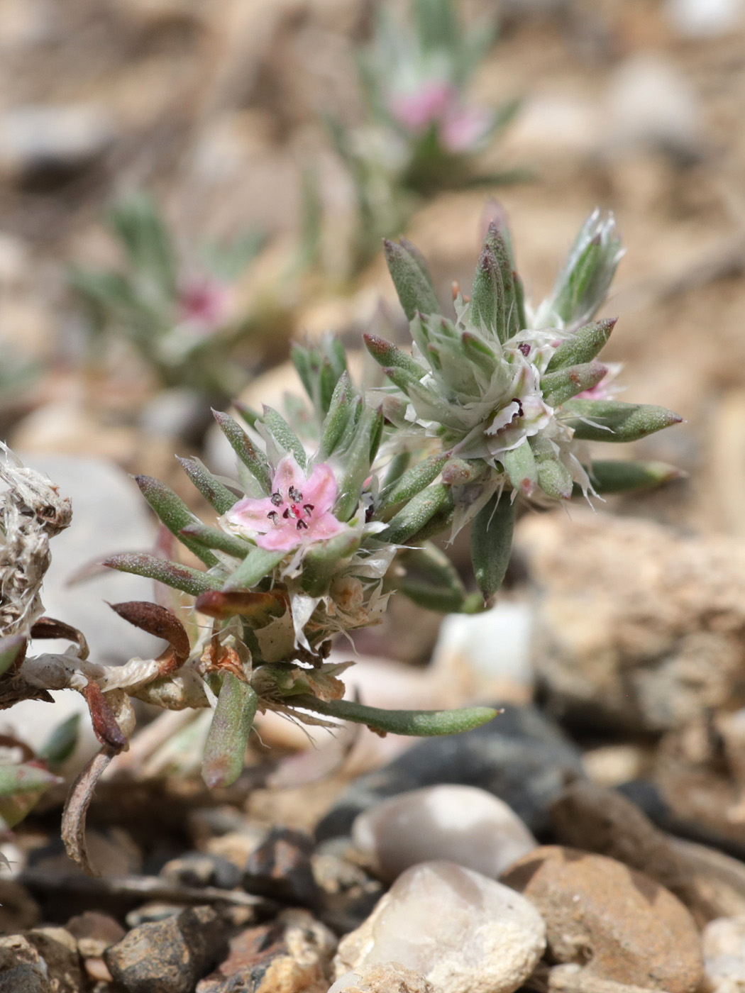 Image of genus Polygonum specimen.