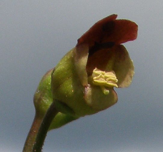 Изображение особи Scrophularia nodosa.