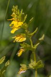 Rhynchocorys elephas. Верхушка цветущего растения. Карачаево-Черкесия, Карачаевский р-н, дол. р. Мырды, ≈2600 м н.у.м., субальпийский луг. 11.08.2026.