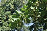 Tilia platyphyllos. Ветвь с плодами. Санкт-Петербург, Ботанический сад Петра Великого, дендрарий. 27.08.2026.