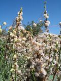 genus Cuscuta. Цветущее растение, паразитирующее на Dodartia orientalis. Казахстан, Сырдарьинский Каратау, Юго-Восточный Каратау, юго-вост. подножья гор Улькен-Актау, обращенные к котловине оз. Бийликоль, край саза у гранитной интрузии. 30 мая 2026 г.
