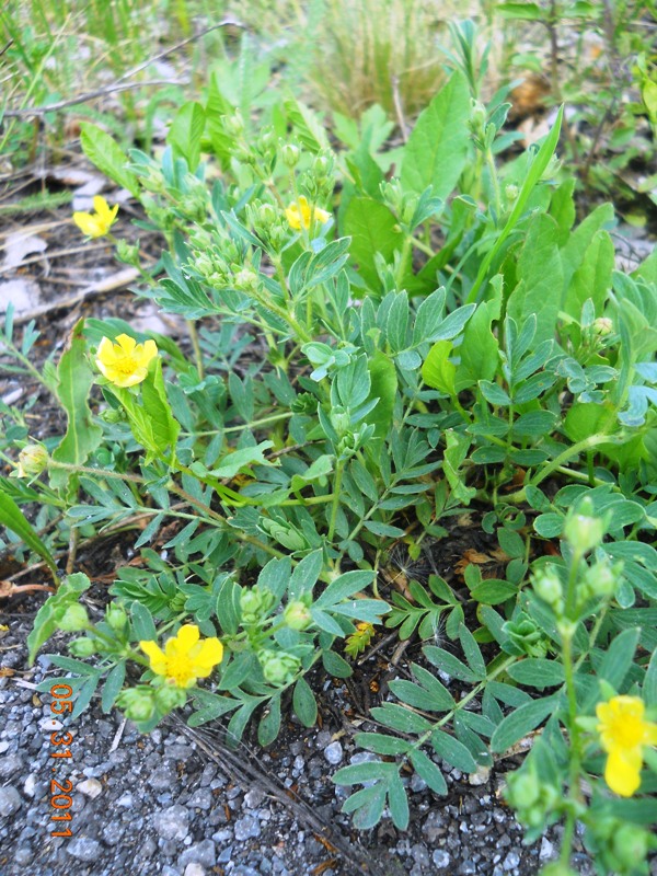 Изображение особи Potentilla bifurca.