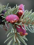 Picea schrenkiana