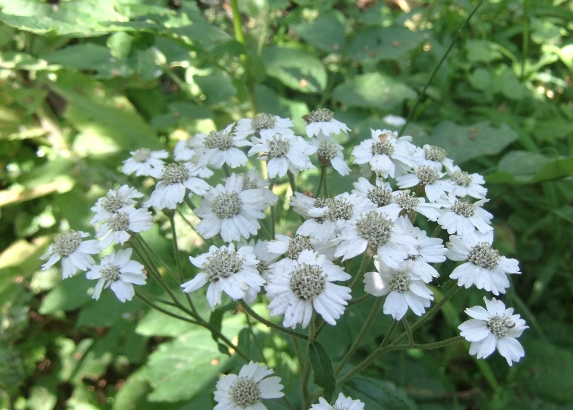 Image of Achillea biserrata specimen.