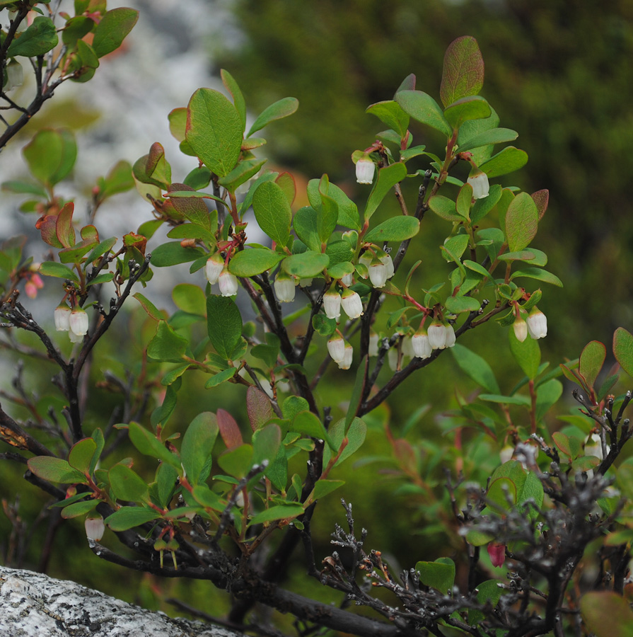 Image of Vaccinium uliginosum specimen.