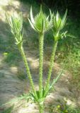 Dipsacus laciniatus