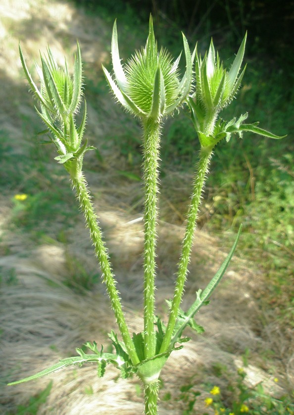 Изображение особи Dipsacus laciniatus.