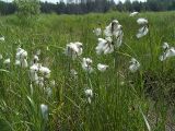 Eriophorum angustifolium