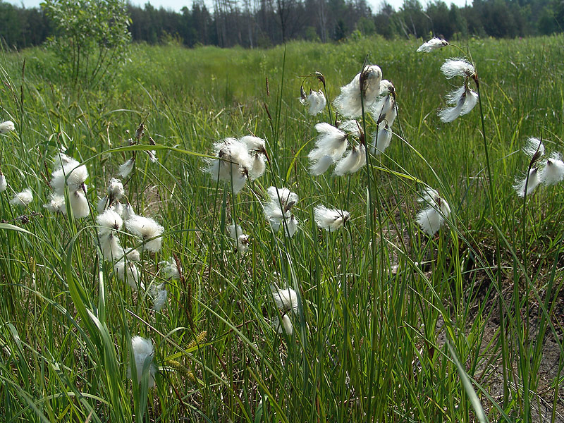 Изображение особи Eriophorum angustifolium.