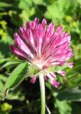 Trifolium alpestre