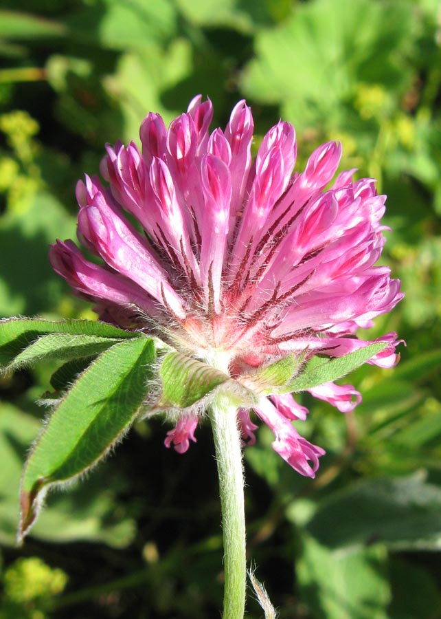 Изображение особи Trifolium alpestre.