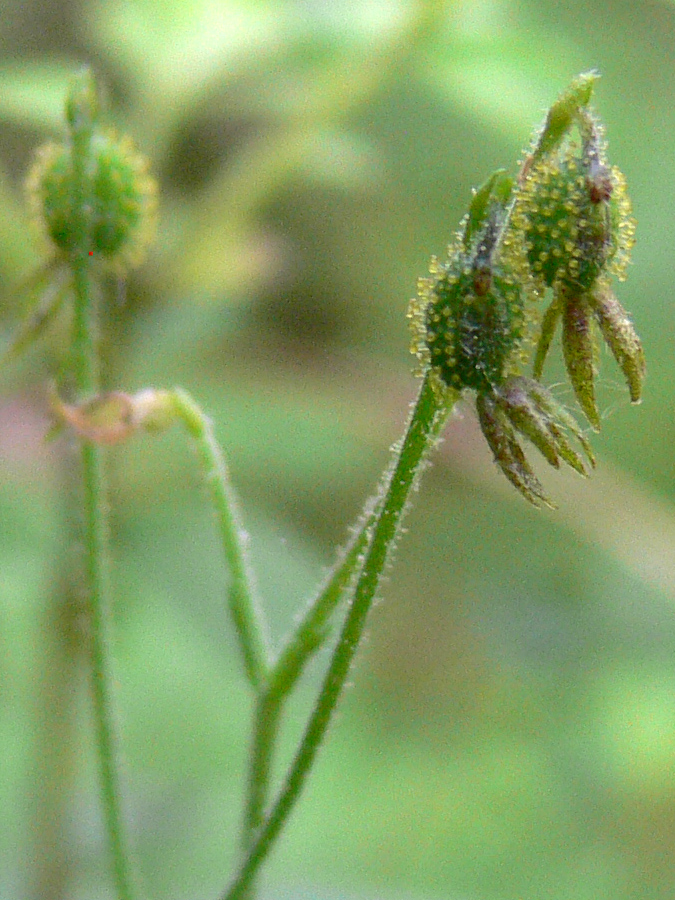 Image of Linnaea borealis specimen.