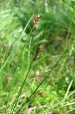 Carex dioica. Верхушки побегов с незрелыми соплодиями. Архангельская обл., Вельский р-н, окр. пос. Усть-Шоноша, заболоченный лес. 17.07.2011.