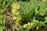 Primula cordifolia