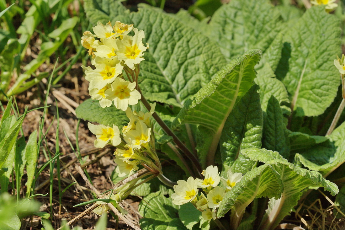 Image of Primula cordifolia specimen.