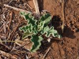 Verbascum sinuatum