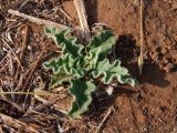 Verbascum sinuatum. Прикорневые листья. Израиль, Шарон, г. Герцлия, возделываемое поле. 29.09.2010.
