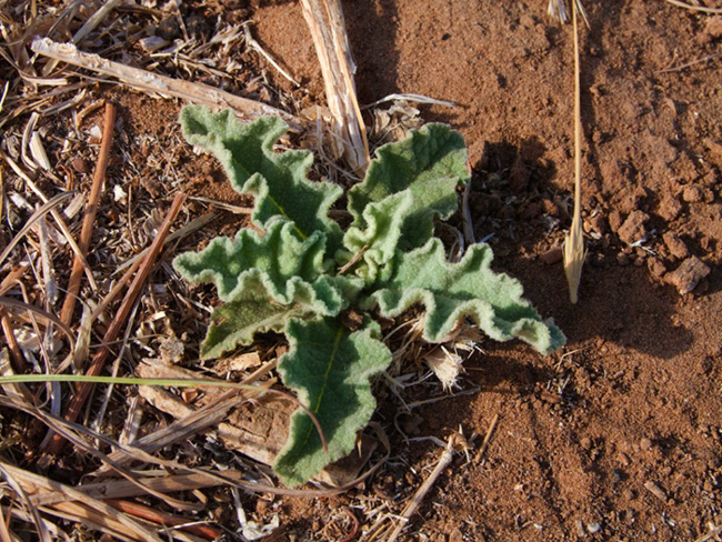 Image of Verbascum sinuatum specimen.