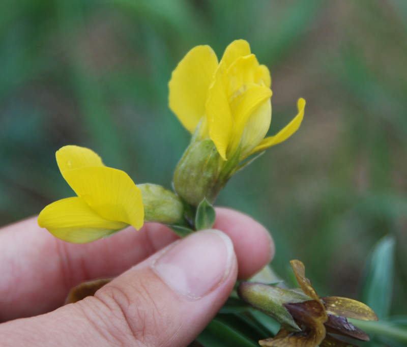 Image of Thermopsis lanceolata specimen.