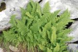 Dryopteris mindshelkensis. Вайи. Черногория, Динарское нагорье, горный массив Дурмитор, каменистый склон. 05.07.2011.