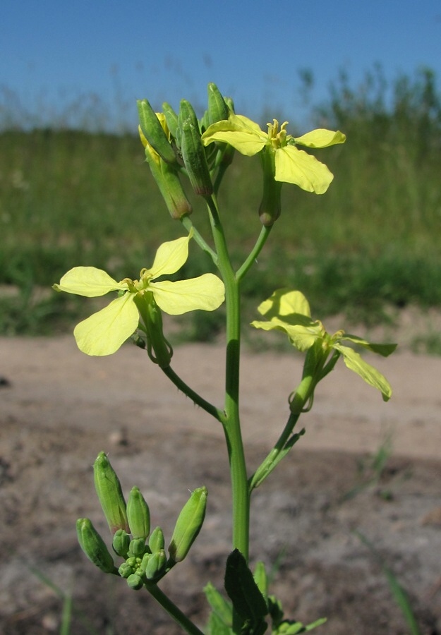 Image of Raphanus raphanistrum specimen.