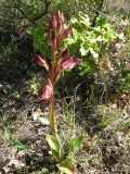 Himantoglossum comperianum