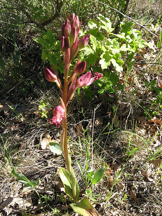 Image of Himantoglossum comperianum specimen.