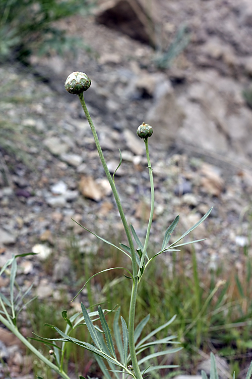 Изображение особи Rhaponticoides gontscharovii.