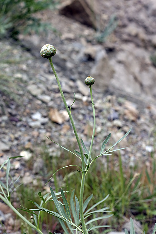 Изображение особи Rhaponticoides gontscharovii.