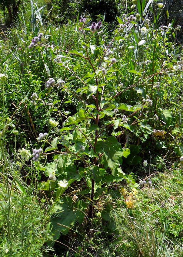 Изображение особи Arctium tomentosum.