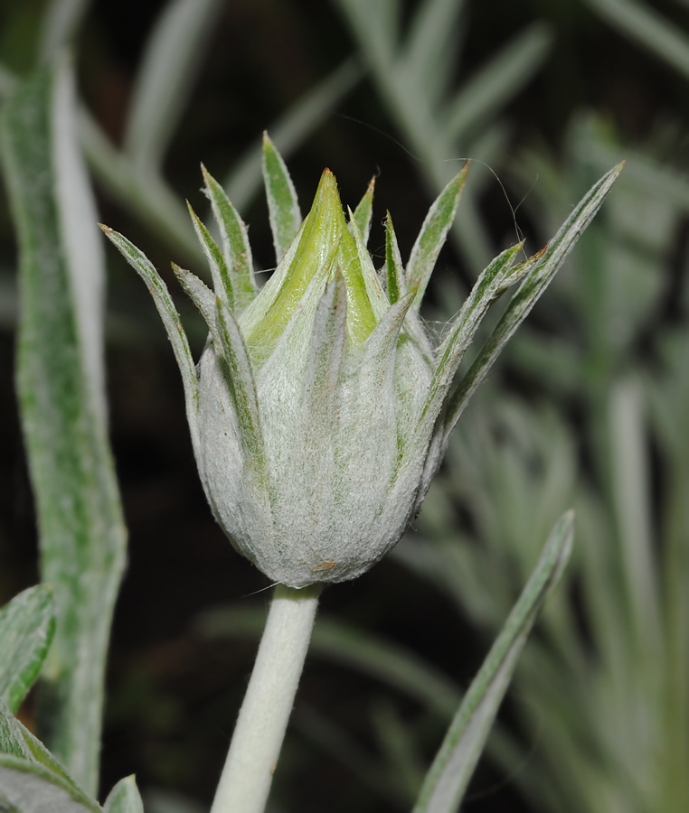Image of genus Gazania specimen.