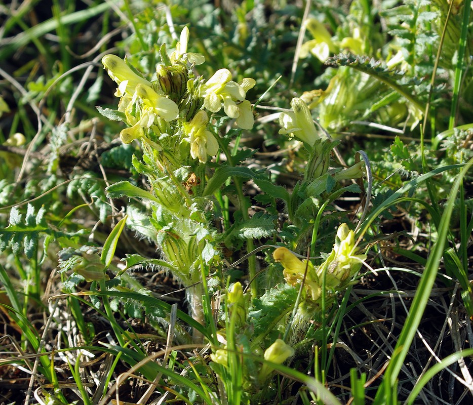 Image of Pedicularis czuiliensis specimen.