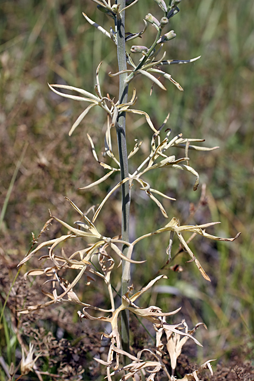Image of Delphinium pavlovii specimen.