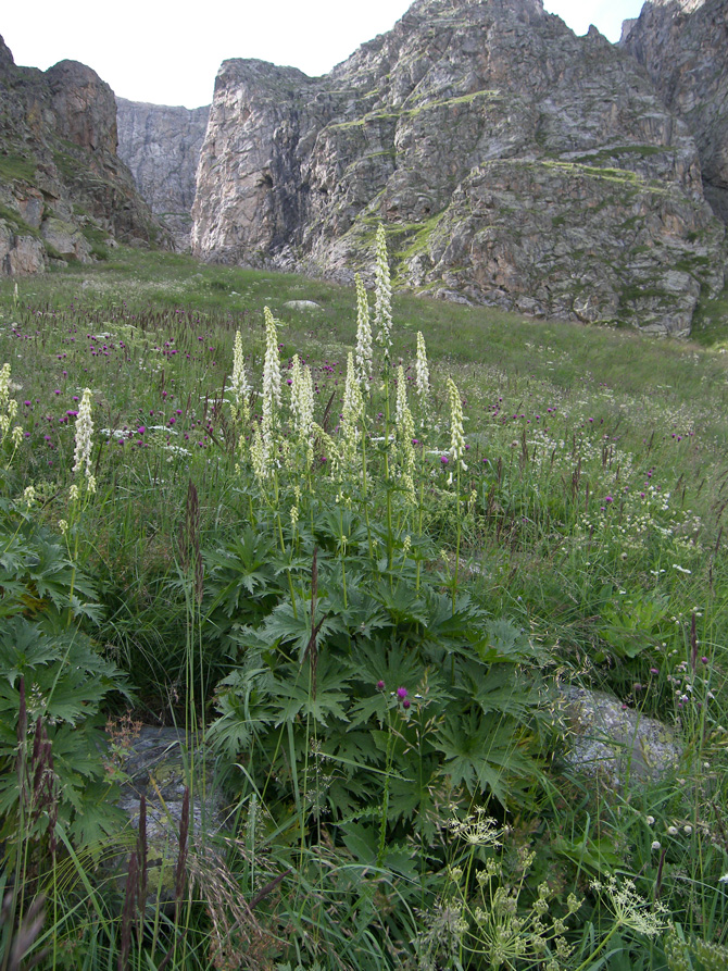 Изображение особи Aconitum orientale.