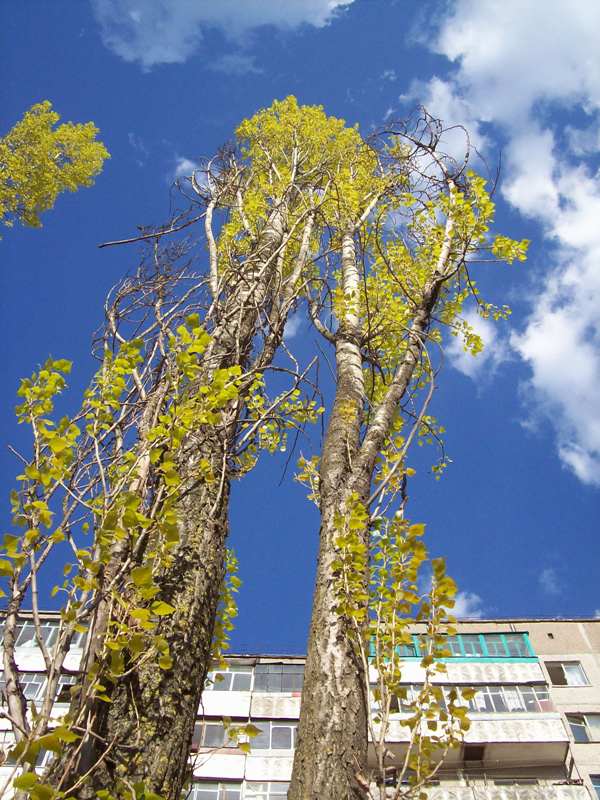 Image of Populus italica specimen.