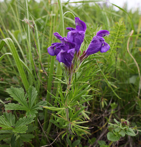 Изображение особи Dracocephalum austriacum.