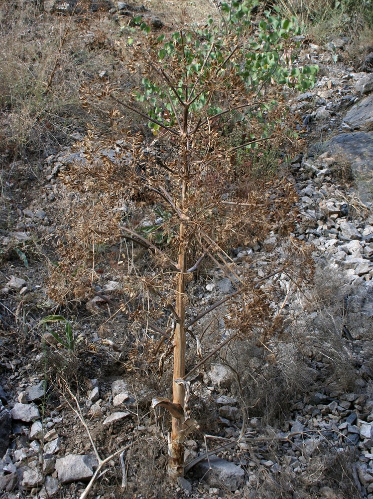 Image of Ferula koso-poljanskyi specimen.