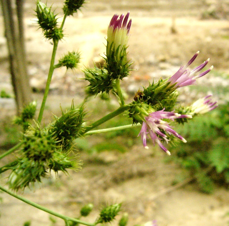 Изображение особи Cousinia umbrosa.