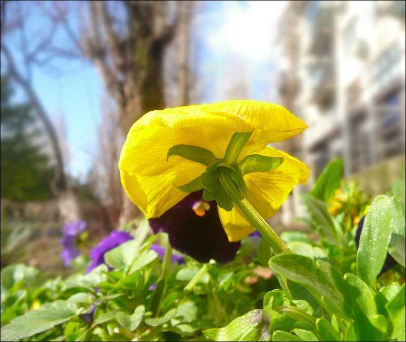 Image of Viola wittrockiana specimen.