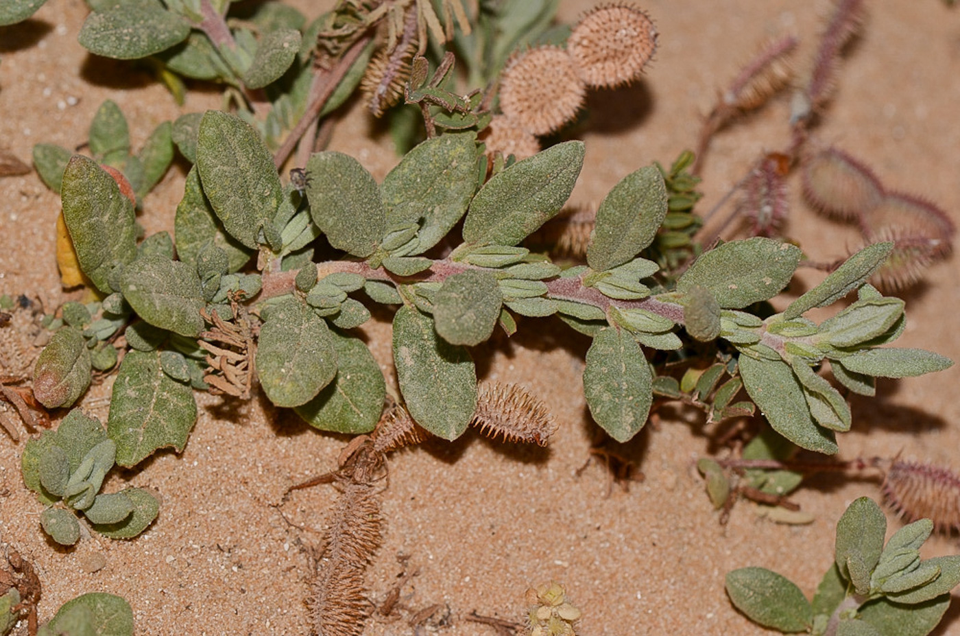 Изображение особи Helianthemum stipulatum.